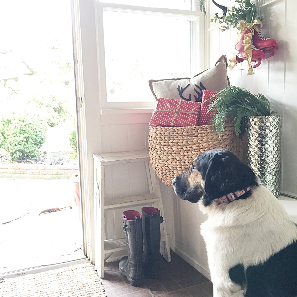 Black and white dog looking out an open door