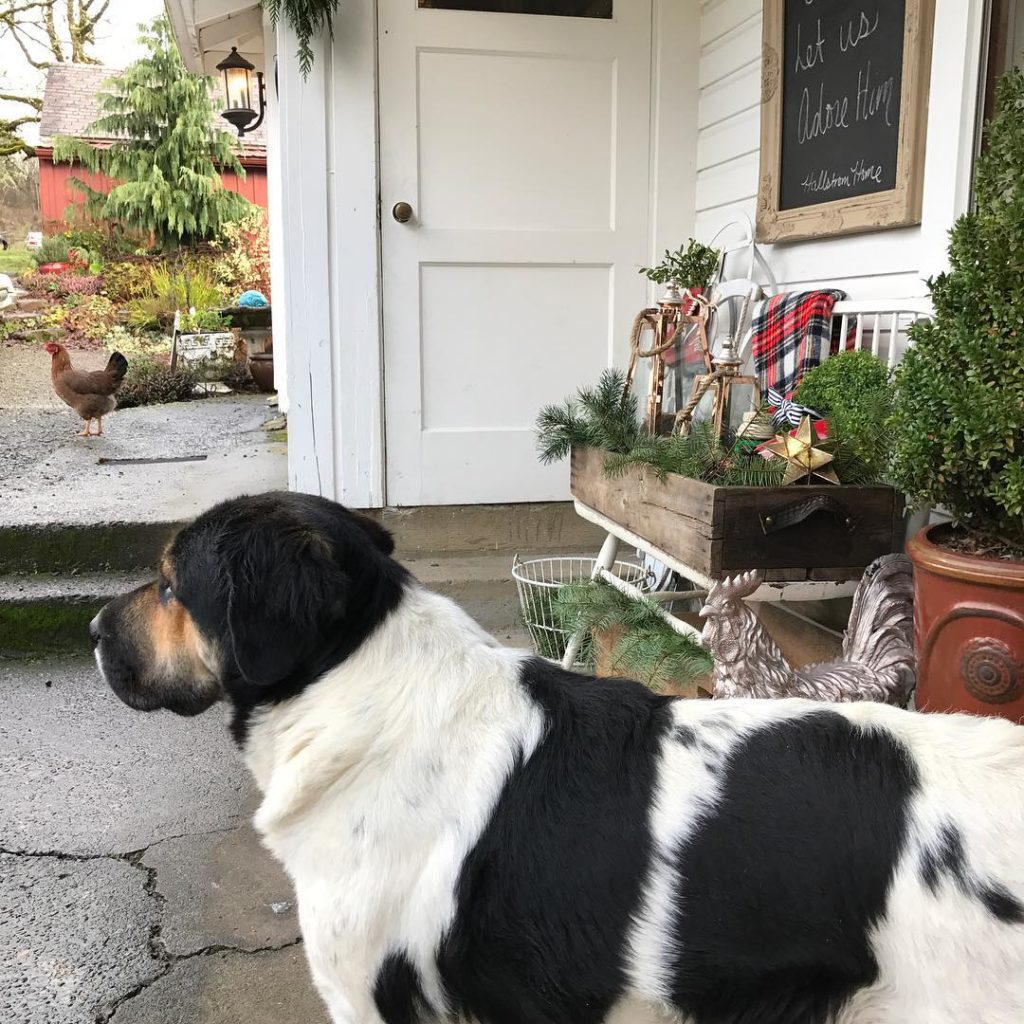 Life on the farm with Daisy, head of ranch security (insert hank the cow dog for those that know what I mean) In charge of the chicken pen but somehow those crazy ladies keep getting out. I think Daisy needs a new job #farmlife #countryliving #dogsandpals