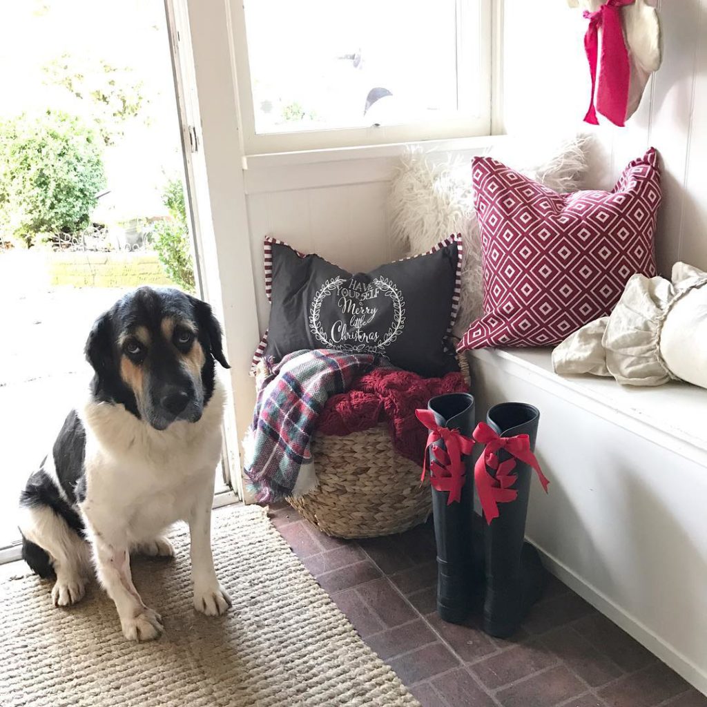 Our photo bomber is at it again! Come say Hi to Daisy as we get ready for the holidays at HallstromHome and for some reason I think Daisy is rolling her eyes at me #photobomber #dogstagram