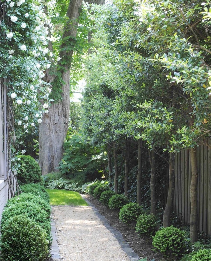 gardenpath lined with boxwoods