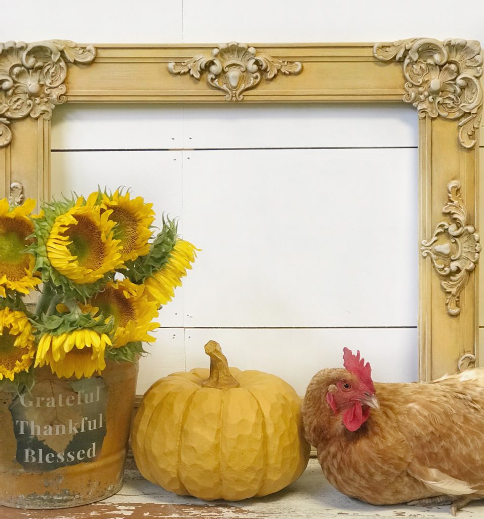 yellow frame against wall with yellow bucket filled with sunflowers and pumpkins with chicken sitting next to it