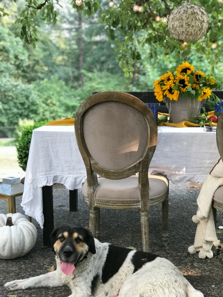 table outdoor setting with dog sitting at foot of chair