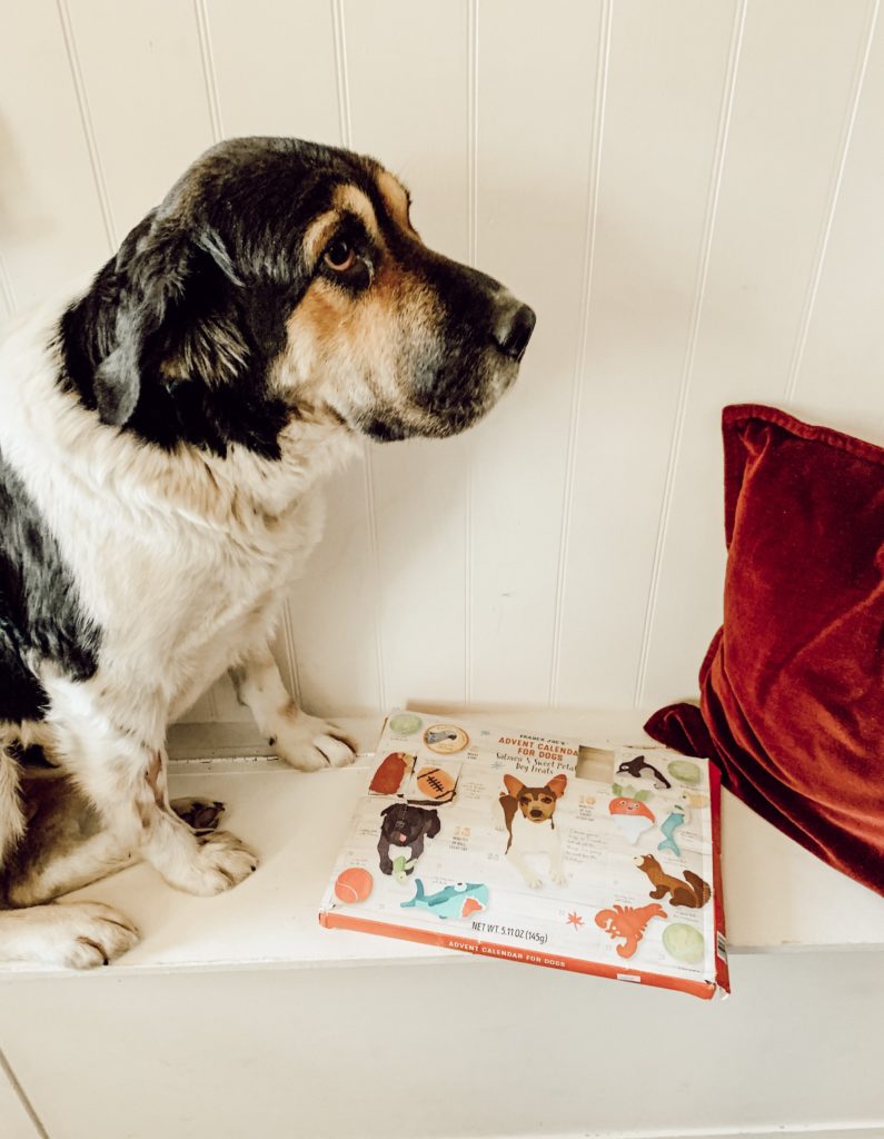 Daisy's Favorite Doggy Advent Calendar for Christmas/Review #dogadventcalendar#traderjoesadventcalendar#adventcalendar#dogtreatadventcalendar#christmasdecor#dogchristmas#christmasfordogs#advent#dogadventcalendartraderjoes#christmastimedecor#farmhousechristmas#dogtreatadventcalendarreview#adventreview#hallstromhome