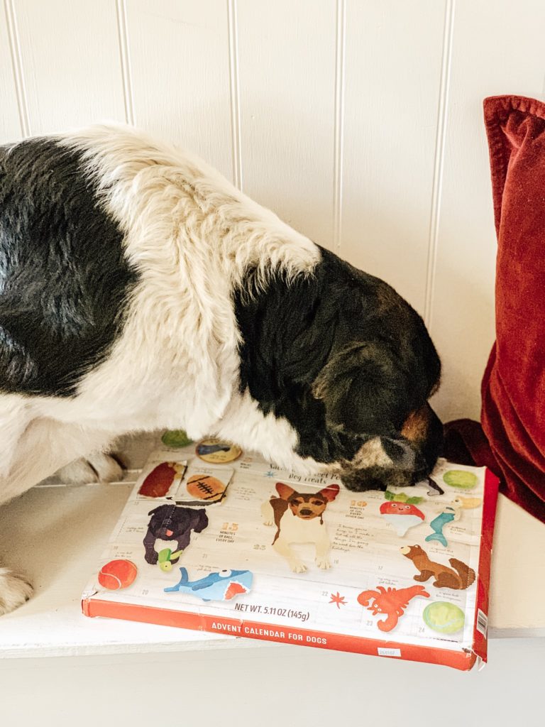 Daisy's Favorite Doggy Advent Calendar for Christmas/Review #dogadventcalendar#traderjoesadventcalendar#adventcalendar#dogtreatadventcalendar#christmasdecor#dogchristmas#christmasfordogs#advent#dogadventcalendartraderjoes#christmastimedecor#farmhousechristmas#dogtreatadventcalendarreview#adventreview#hallstromhome