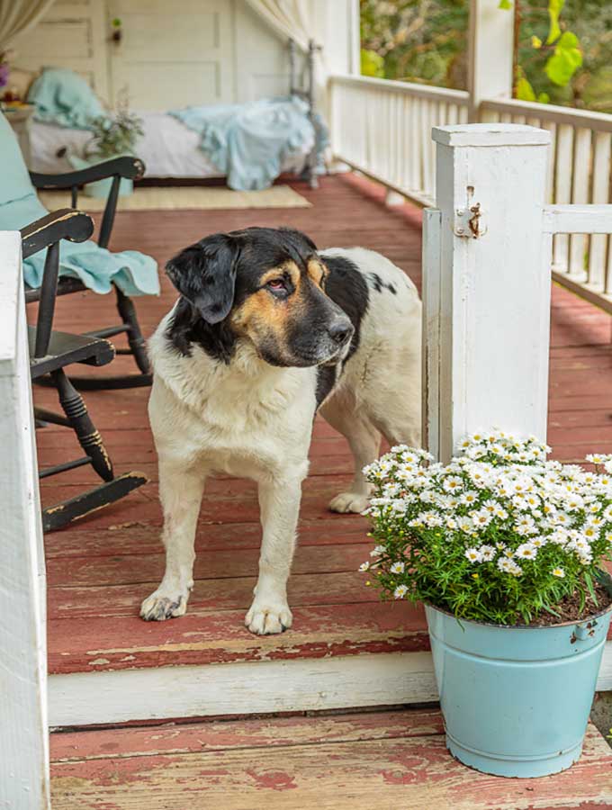 Farmhouse Front Porch|country style porch|farmhouse decor|shabby chic|shabby chic porch|front porch ideas|Modern Farmhouse|Farmhouse decor|home decorating ideas|home decor|farmhouse decor|shabby chic decor|hallstrom home