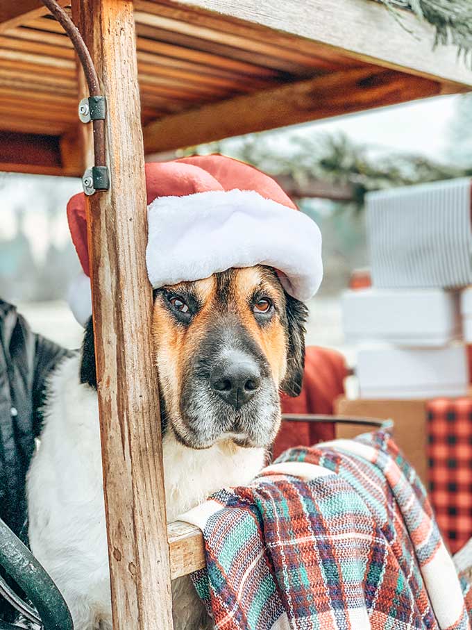 Old Truck Photo Shoot Tips |farmhouse style|christmas decor|farmhouse christmas|vintage christmas truck|vintage truck|christmas vintage truck|farmhouse decor|christmas delivery|christmas truck|old truck photo shoot|holiday decor|photo styling tips|photo tips|old truck|christmas tips|easy christmas decor|easy farmhouse christmas|white christmas |Hallstrom Home