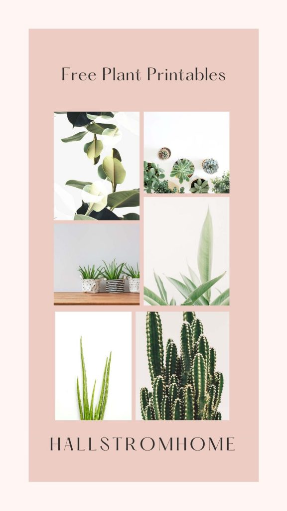 Free Plant Printables / Printable Coloring / Free Home decor Printables / Botanical printable / plant prints / Plant gallery / wall art / botanical wall art / HallstromHome 