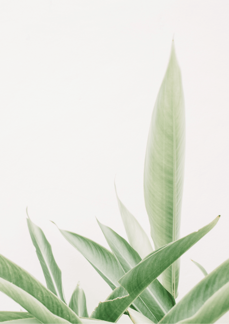 Free Plant Printables – Hallstrom Home