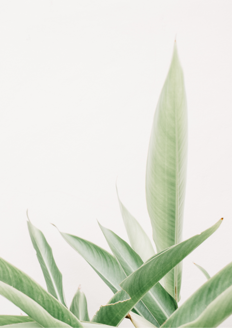 Free Plant Printables Hallstrom Home