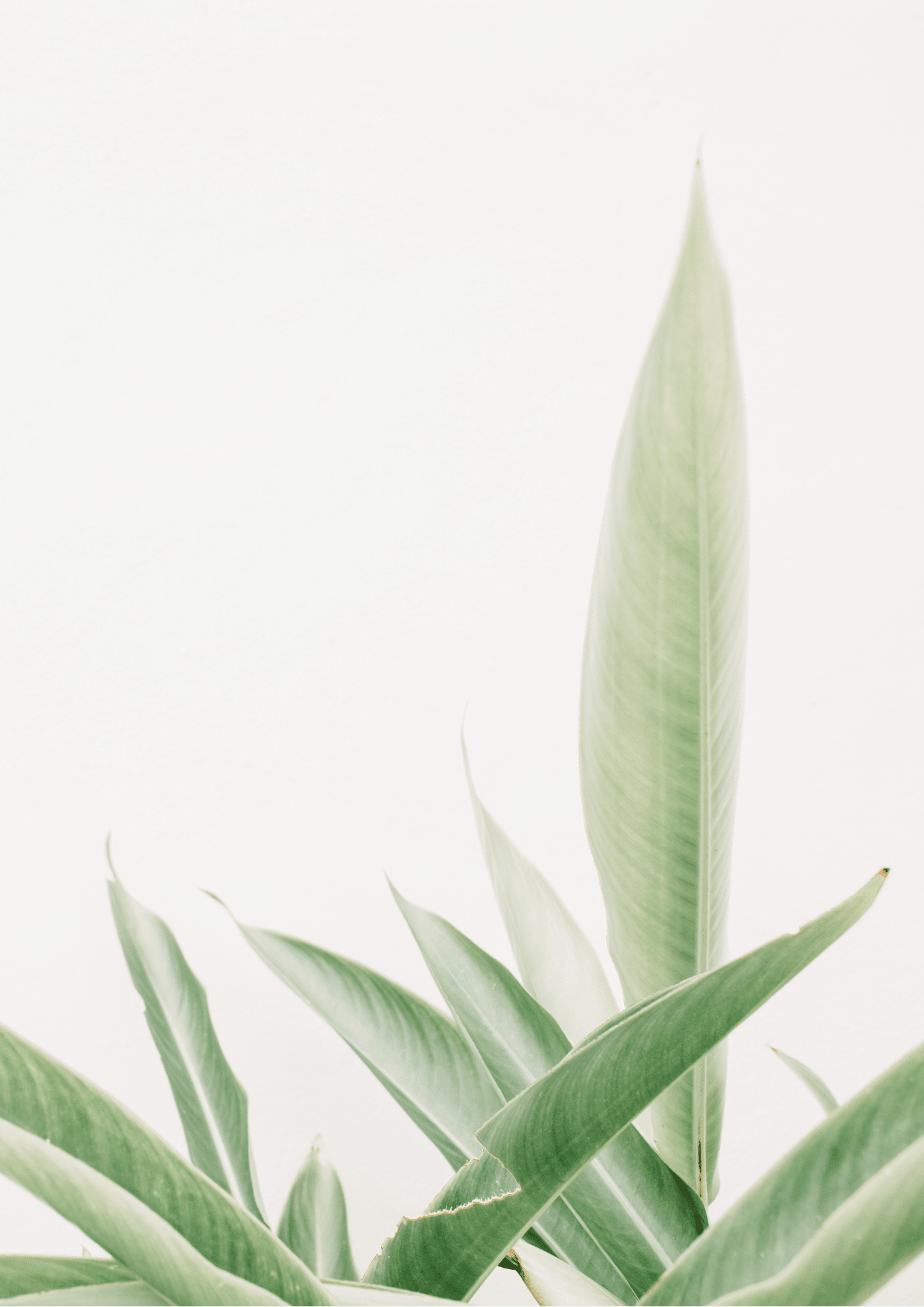 Free Plant Printables – Hallstrom Home