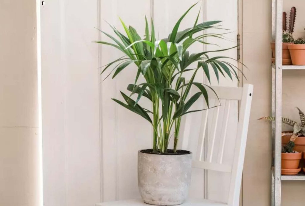 My Favorite Houseplants This Year / Must Have Beautiful House Plants / Low Maintenance Indoor Plants / Beautiful Faux Plants and Flowers / Houseplant Staging Tips and Tricks 
