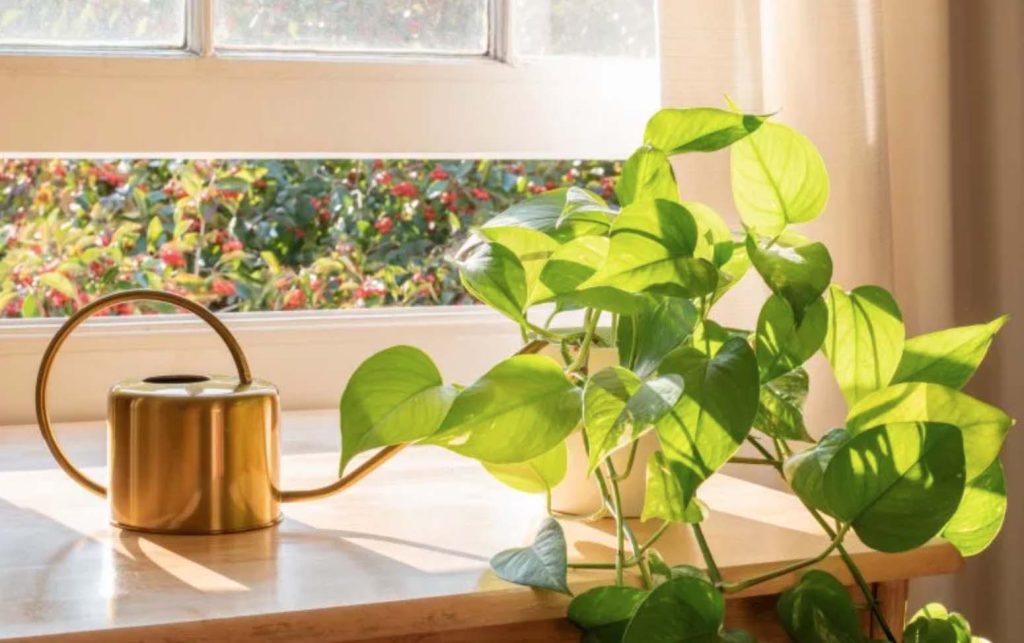 My Favorite Houseplants This Year / Must Have Beautiful House Plants / Low Maintenance Indoor Plants / Beautiful Faux Plants and Flowers / Houseplant Staging Tips and Tricks 