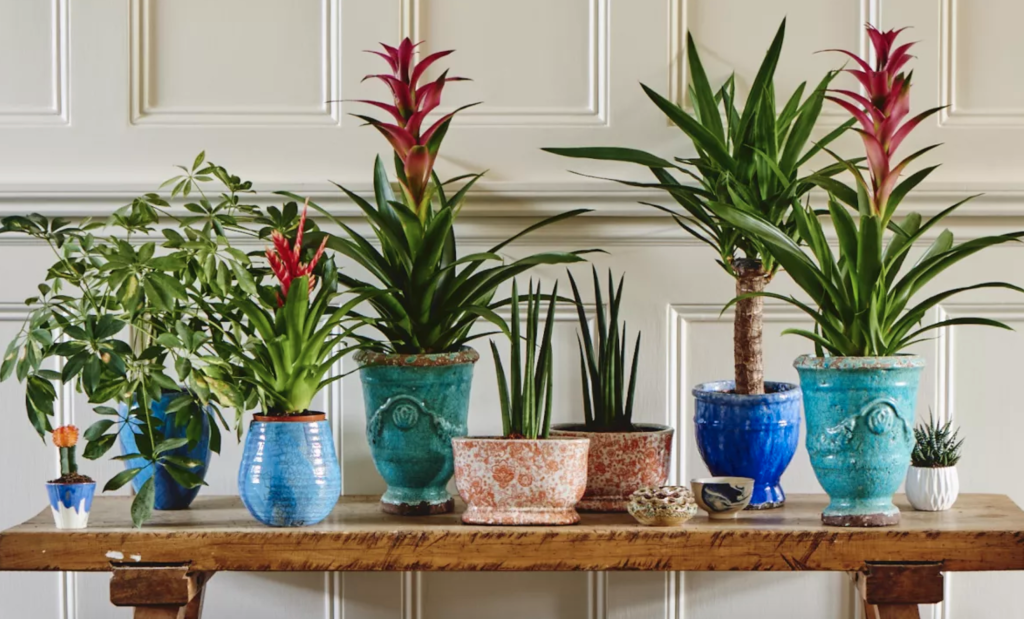 My Favorite Houseplants This Year / Must Have Beautiful House Plants / Low Maintenance Indoor Plants / Beautiful Faux Plants and Flowers / Houseplant Staging Tips and Tricks 