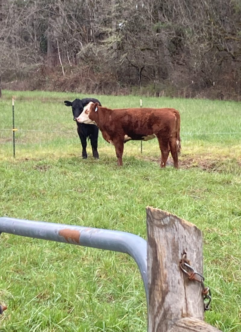 Cows On The Farm